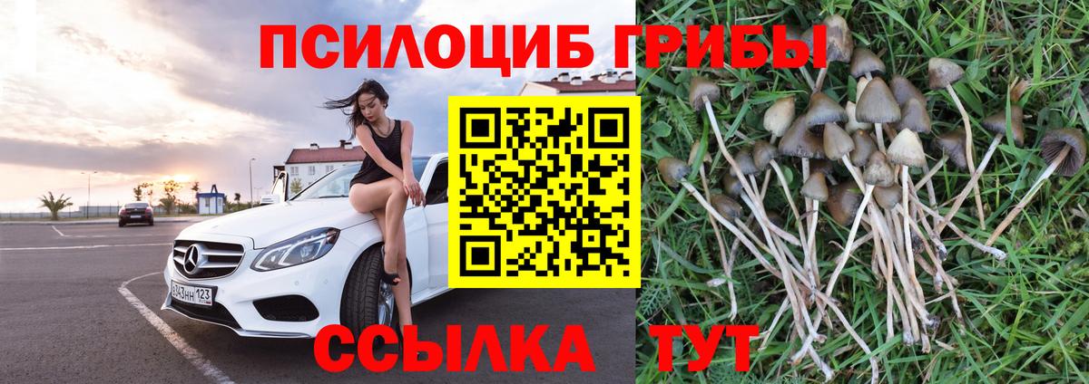 где купить наркотик  Псилоцибиновые грибы Psilocybe  Вход с VPN  Богородск 